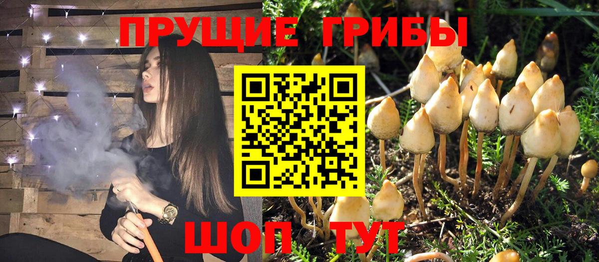 Псилоцибиновые грибы GOLDEN TEACHER Ногинск